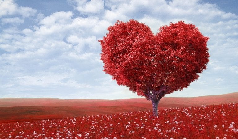 Ingin Memberikan Bunga di Hari Valentine? Ketahui Dulu Makna dan Simbolnya